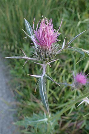 Notobasis syriaca \ Syrische Kratzdistel, Rhodos Koskinou 22.3.2023