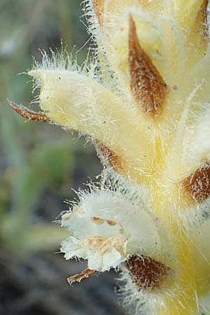 Orobanche pubescens \ Behaarte Sommerwurz, Rhodos Kattavia 26.3.2019