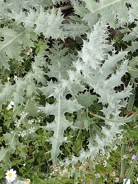 Onopordum bracteatum subsp. bracteatum / Branched Cotton Thistle, Rhodos Tsambika 30.3.2019