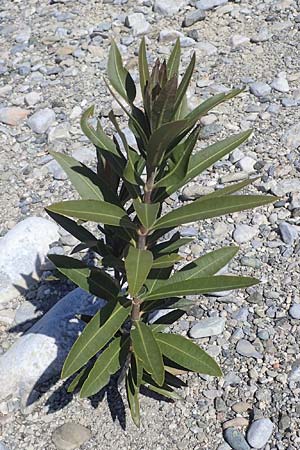 Nerium oleander \ Oleander / Oleander, Rose Bay, Rhodos Skoutouljaris - Schlucht / Gorge 19.3.2023