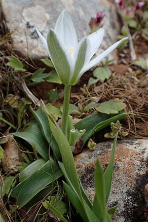 Ornithogalum montanum \ Berg-Milchstern, Rhodos Akramitis 21.3.2023