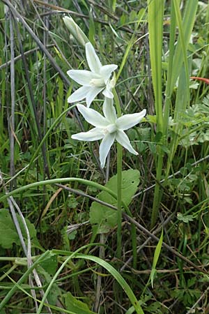 Ornithogalum nutans / Drooping Star of Bethlehem, Rhodos Embona 31.3.2019