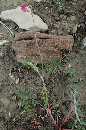 Onobrychis aequidentata \ Gleichzhnige Esparsette / Equal-Toothed Sainfoin, Rhodos Kattavia 1.4.2019