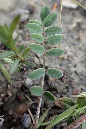 Onobrychis aequidentata \ Gleichzhnige Esparsette / Equal-Toothed Sainfoin, Rhodos Kattavia 1.4.2019