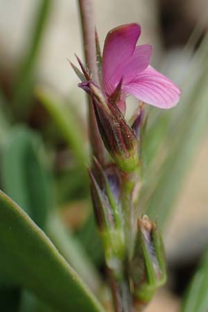 Onobrychis caput-galli \ Hahnenkopf-Esparsette / Cock's-Head Sainfoin, Rhodos Prasonisi 1.4.2019