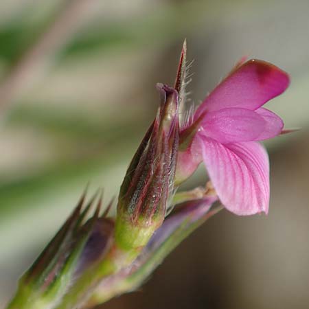 Onobrychis caput-galli \ Hahnenkopf-Esparsette / Cock's-Head Sainfoin, Rhodos Prasonisi 1.4.2019