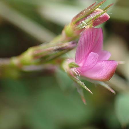 Onobrychis caput-galli \ Hahnenkopf-Esparsette / Cock's-Head Sainfoin, Rhodos Prasonisi 1.4.2019