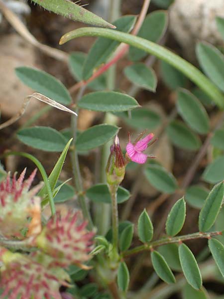 Onobrychis caput-galli \ Hahnenkopf-Esparsette / Cock's-Head Sainfoin, Rhodos Prasonisi 1.4.2019