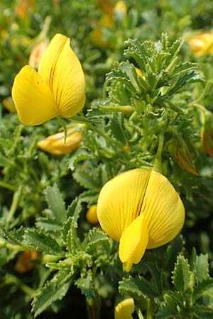 Ononis variegata \ Bunte Hauhechel / Variegated Restharrow, Villous Restharrow, Rhodos Apolakkia 3.4.2019