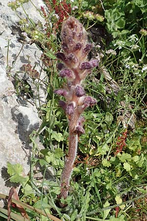 Orobanche pubescens \ Behaarte Sommerwurz / Hairy Broomrape, Rhodos Tsambika 30.3.2019