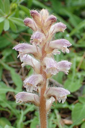 Orobanche pubescens / Hairy Broomrape, Rhodos Kallithea Terme 4.4.2019