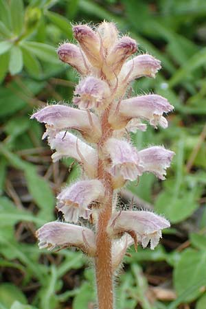 Orobanche pubescens \ Behaarte Sommerwurz, Rhodos Kallithea Terme 4.4.2019