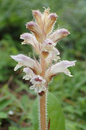 Orobanche pubescens / Hairy Broomrape, Rhodos Kallithea Terme 4.4.2019