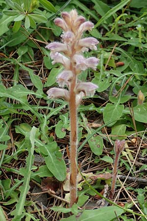 Orobanche pubescens \ Behaarte Sommerwurz, Rhodos Kallithea Terme 4.4.2019