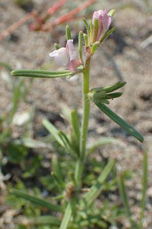 Misopates orontium \ Acker-Lwenmaul, Groer Orant / Weasel's-Snout, Lesser Snapdragon, Rhodos Kattavia 1.4.2019