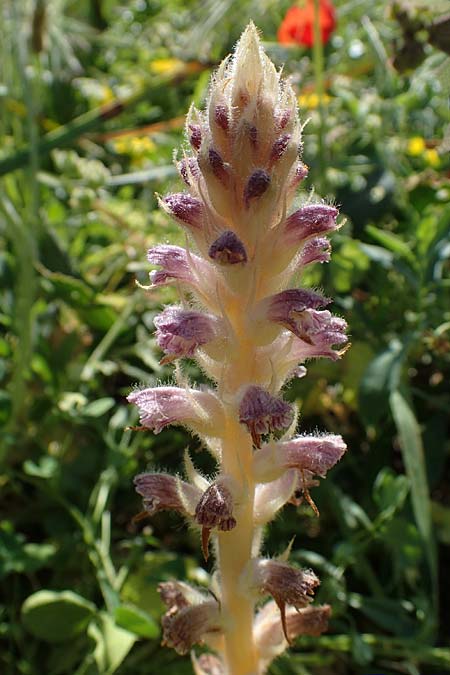 Orobanche pubescens \ Behaarte Sommerwurz, Rhodos Lindos 25.3.2023