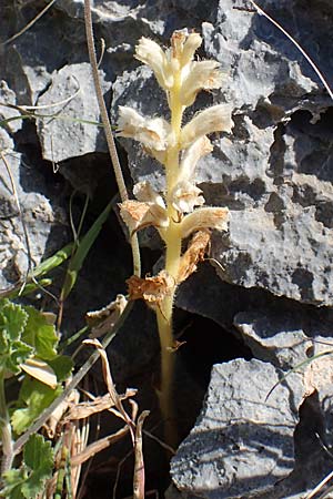 Orobanche pubescens \ Behaarte Sommerwurz / Hairy Broomrape, Rhodos Lindos 25.3.2023