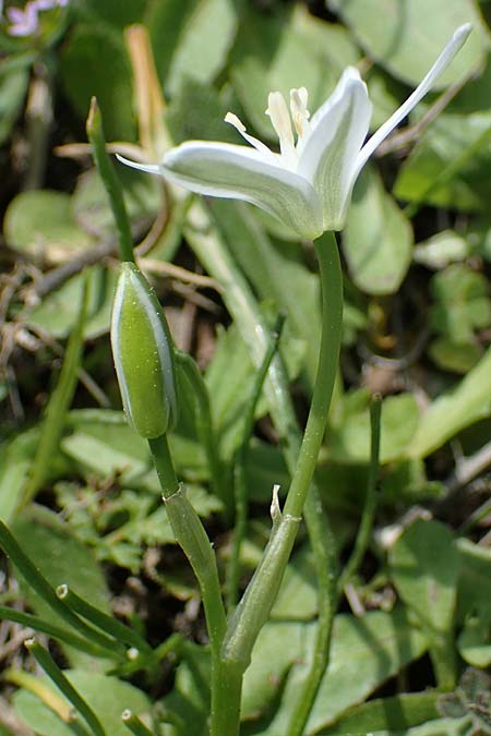 Ornithogalum angustifolium \ Schmalblttriger Milchstern, Rhodos Laerma 27.3.2023