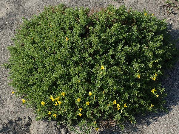 Ononis variegata \ Bunte Hauhechel / Variegated Restharrow, Villous Restharrow, Rhodos Kattavia 1.4.2019