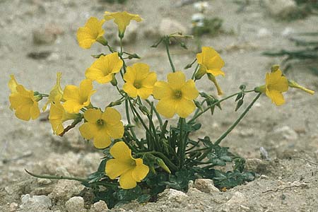 Oxalis pes-caprae / Bermuda Buttercup, Rhodos Kallithea Terme 6.5.1987