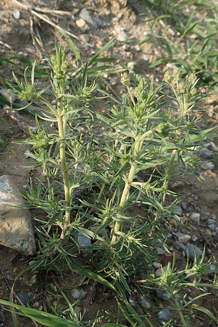 Plantago afra \ Flohsamen-Wegerich / Fleawort, Rhodos Lahania 3.4.2019