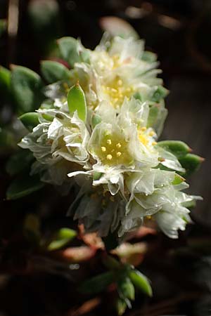 Paronychia argentea \ Silber-Nagelkraut, Silber-Mauermiere, Rhodos Haraki 15.3.2023