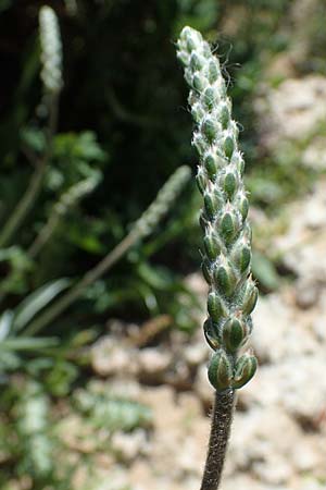 Plantago albicans \ Weilicher Wegerich, Silberweier Wegerich, Rhodos Agathi Beach 26.3.2023