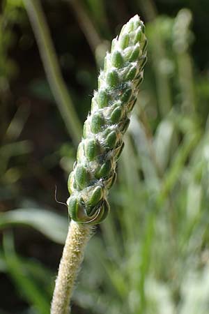 Plantago albicans \ Weilicher Wegerich, Silberweier Wegerich, Rhodos Agathi Beach 26.3.2023