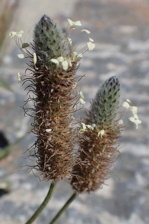 Plantago lagopus \ Hasenfu-Wegerich, Rhodos Lindos 20.3.2023