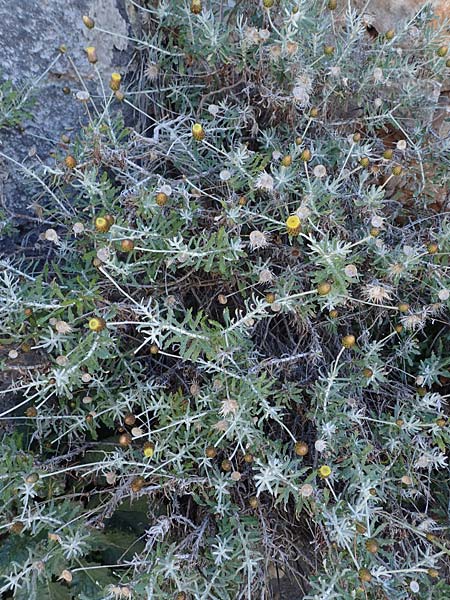 Phagnalon graecum \ Griechische Steinimmortelle / Eastern Phagnalon, Rhodos Lindos 20.3.2023