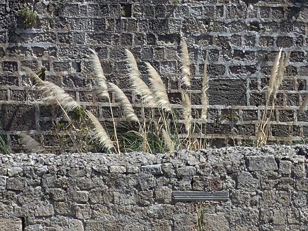 Cortaderia selloana / Pampas Grass, Rhodos City 28.3.2023