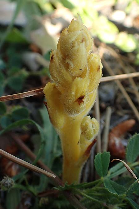 Phelipanche hedypnoidis \ Rhrchenkraut-Sommerwurz / Cretan Weed Broomrape, Rhodos Fourni Beach 31.3.2019