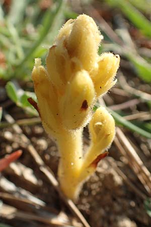 Phelipanche hedypnoidis \ Rhrchenkraut-Sommerwurz / Cretan Weed Broomrape, Rhodos Fourni Beach 31.3.2019