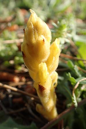 Phelipanche hedypnoidis \ Rhrchenkraut-Sommerwurz / Cretan Weed Broomrape, Rhodos Fourni Beach 31.3.2019