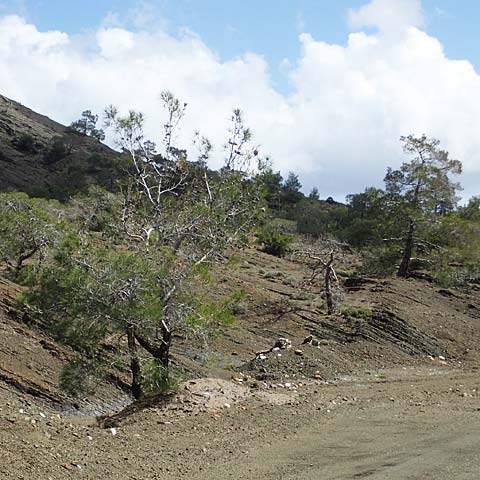 Pinus brutia \ Kalabrische Kiefer, Brutia-Kiefer, Rhodos Moni Artamiti 16.3.2023