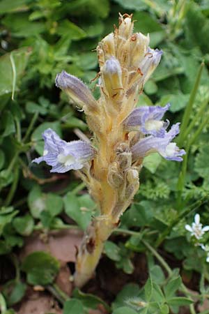 Phelipanche mutelii / Mutel's Hemp Broomrape, Dwarf Broomrape, Rhodos Attaviros 24.3.2023