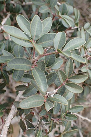 Pistacia lentiscus \ Pistazie, Rhodos Tsambika 30.3.2019