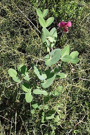 Lathyrus oleraceus subsp. biflorus \ Wilde Erbse, Feld-Erbse / Field Pea, Rhodos Embona 31.3.2019