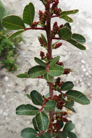 Pistacia lentiscus / Evergreen Pistache, Rhodos Kamiros 22.3.2023