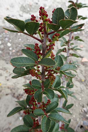 Pistacia lentiscus \ Pistazie / Evergreen Pistache, Rhodos Kamiros 22.3.2023
