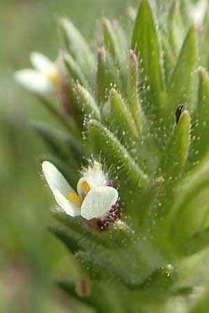 Parentucellia latifolia \ Breitblttrige Parentucellia / Broadleaf Glandweed, Rhodos Epta Piges 27.3.2019