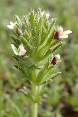 Parentucellia latifolia \ Breitblttrige Parentucellia / Broadleaf Glandweed, Rhodos Epta Piges 27.3.2019