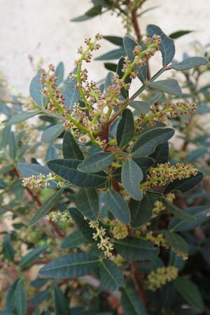 Pistacia lentiscus / Evergreen Pistache, Rhodos Kattavia 1.4.2019