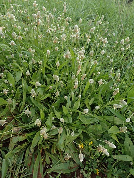 Plantago lagopus \ Hasenfu-Wegerich / Hare's Foot Plantain, Rhodos Faliraki 4.4.2019