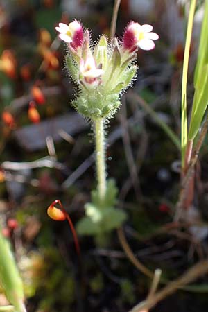 Parentucellia latifolia \ Breitblttrige Parentucellia / Broadleaf Glandweed, Rhodos Kolymbia 18.3.2023