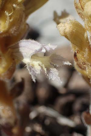 Phelipanche mutelii ? / Mutel's Hemp Broomrape, Dwarf Broomrape, Rhodos Tsambika 30.3.2019