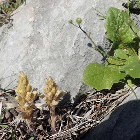 Phelipanche mutelii ? / Mutel's Hemp Broomrape, Dwarf Broomrape, Rhodos Tsambika 30.3.2019