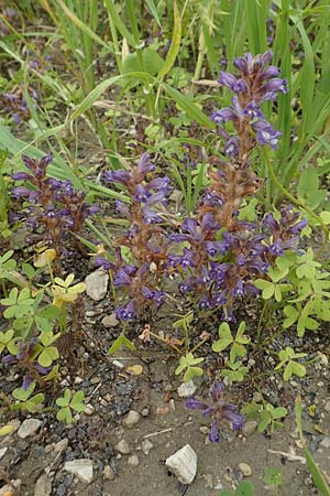 Phelipanche mutelii \ Mutels stige Sommerwurz / Mutel's Hemp Broomrape, Dwarf Broomrape, Rhodos Kattavia 1.4.2019