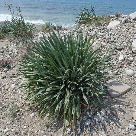 Pancratium maritimum \ Pankrazlilie, Dnen-Trichternarzisse / Sea Daffodil, Rhodos Apolakkia 3.4.2019