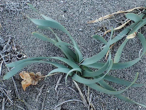 Pancratium maritimum \ Pankrazlilie, Dnen-Trichternarzisse / Sea Daffodil, Rhodos Haraki 15.3.2023